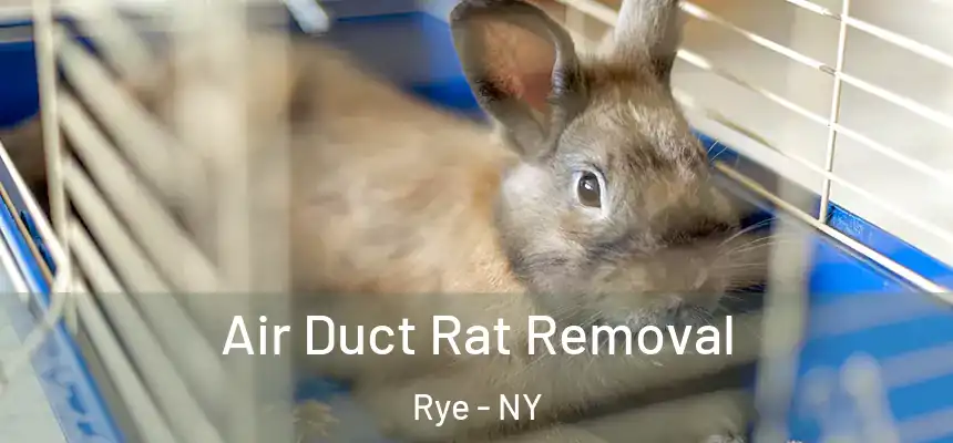  Air Duct Rat Removal Rye - NY